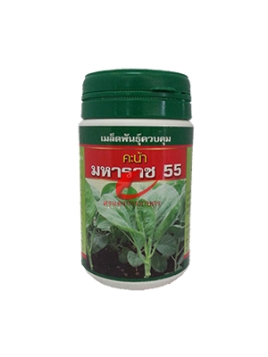 เมล็ดพันธุ์ ผักคะน้า มหาราช55